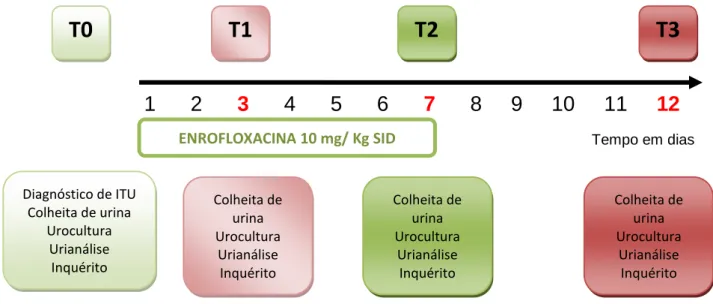 Figura  5  -  Cronograma  descritivo  do  projecto  “Estudo  longitudinal  da  eficácia  da  Enrofloxacina no tratamento da Infecção do Tracto Urinário complicada no cão” a realizar 