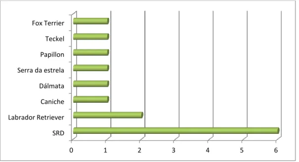 Gráfico 7 - Distribuição das raças nos animais da amostra inicial (n=14) 