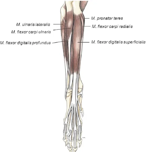Figura 6 - Músculos do antebraço esquerdo, vista caudal