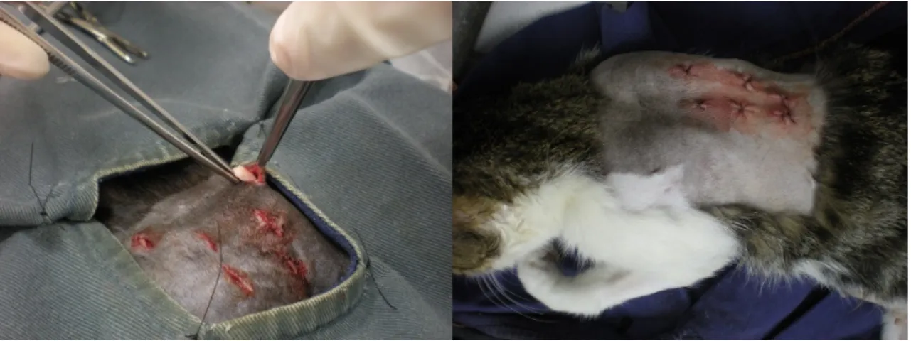 Figura 5. Fotos ilustrativas da aplicação dos enxertos na região dorsal do pescoço das gatas.