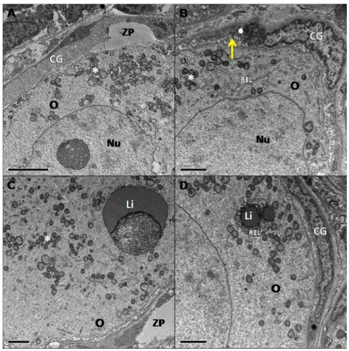Figura 9. Imagens de microscopia eletrônica de transmissão de folículos pré-antrais em tecido ovariano de gata  fresco  (controle)