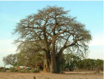 Figura 1- Árvore do Embondeiro (http://poesiangolana.blogspot.pt/2009_11_01_archive.html) 