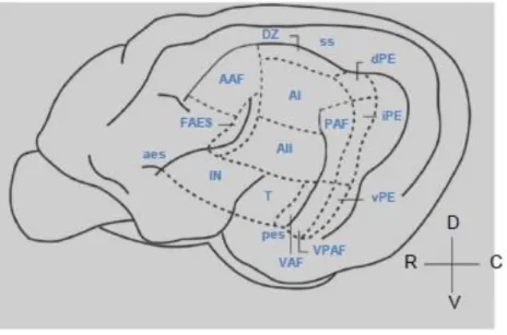 Figura 8 – Vista lateral do hemisfério esquerdo do cérebro de gato, ilustrando as áreas que  compõem o córtex auditivo