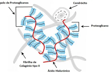 Figura  3  -  Representação  da  matriz  extracelular  da  cartilagem  articular  e  seus  constituintes  (Adaptado de Schulz &amp; Bader, 2007)