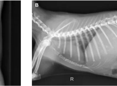 Figura 3 – Imagens radiográficas do tórax normal de um coelho (imagens originais) 