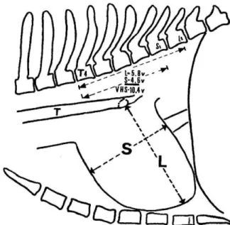 Figura 4 – Exemplo esquemático da determinação do VHS em cão (Buchanan &amp; Bücheler,  1995) 