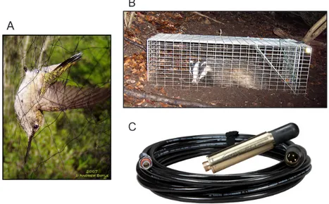 Figure 1.4: Example of three different types of traps: A) Mist-net representing a multi-catch trap