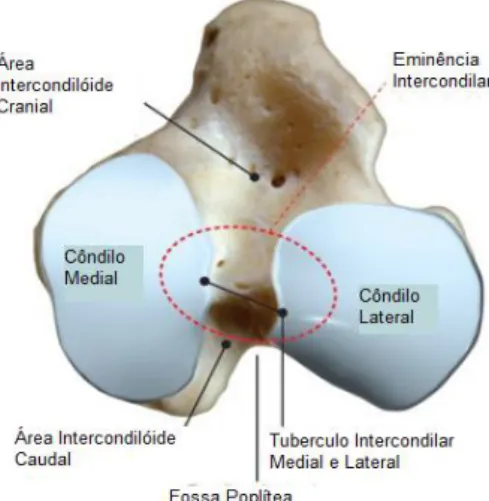 Figura 1. Anatomia topográfica da face articular proximal da tíbia, aspeto dorsal (Kowaleski  et al