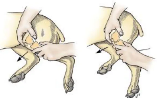 Figura 3. Teste de gaveta cranial.  Posicionar o polegar de uma das mãos sobre a fabela lateral e o dedo  indicador sobre a patela