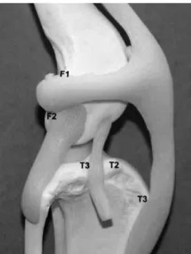 Figura 5. Localização dos pontos isométrico do fémur e da tíbia (Hulse et al. 2010, p