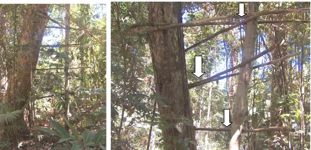 Figura 4.2:  –  Vestígios de atividade de caça na área de manejo florestal detectados pela  construção de poleiros de espera