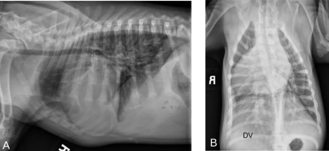Figura 3 – Radiografia torácica de um cão com uma persistência do canal arterial com shunt  da esquerda para a direita (adaptado de Gordon, 2014a)