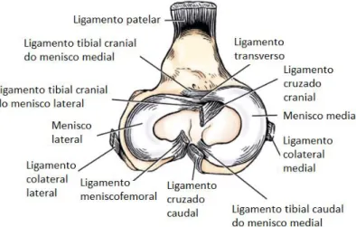 Figura 1 – Vista dorsal dos meniscos e ligamentos da articulação do joelho esquerdo  (adaptado de Evans e de Lahunta, 2013) 