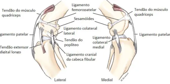 Figura 3 - Ligamentos da articulação do joelho. Vista lateral e medial (adaptado de  Evans e de Lahunta, 2013) 