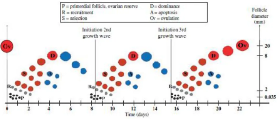 Figura 1 Fases de recrutamento, seleção e dominância em três ondas de crescimento durante um ciclo  éstrico