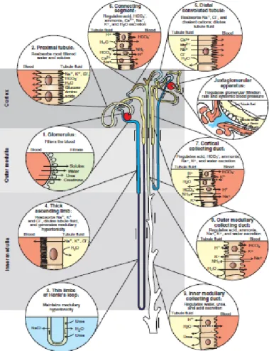 Figura 1: Ilustração esquemática dos nefrónios  justamedulares e superficiais e funções dos  segmentos do nefrónio e do ducto coletor