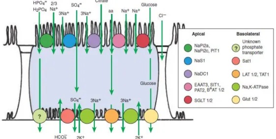 Figura 2: Ilustração esquemática dos processos de transporte na célula  epitelial do túbulo proximal
