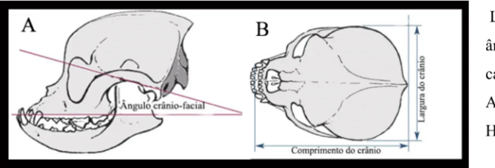 Figura 4- Ilustração da forma de medição do ângulo crânio-facial e índice cefálico. 