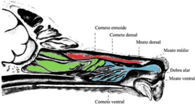 Figura 9- Ilustração da cavidade nasal, dos cornetos nasais e meatos nasais. 