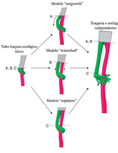 Figura adaptada de Fausett (2011) demonstra  os três modelos que tentam explicar a formação  da traqueia