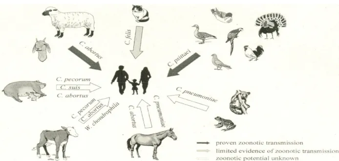 Figura 3 – Potencial zoonótico de patogénicos da ordem Chlamydiales dos animais 