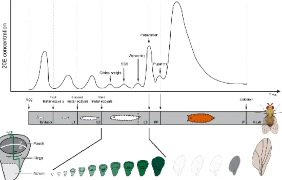 Figure 1.1. Ecdysone is produced in the prothoracic glands and released in pulses to the  rest  of  the  body  to  control  the  timing  of  developmental  transitions  like  the  larval  moults  (first larval instar  (L1),  second larval  instar (L2) and 