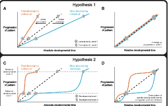 Figure  2.1.  Hypotheses  to  explain  how  organ  and  whole-body  development  are  coordinated