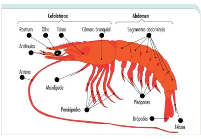 Figura 14 - Descrição da anatomia externa de um camarão 