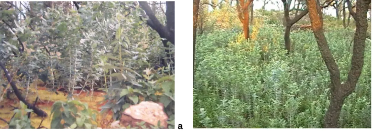 Fig. 5 – Extreme densities E. globulus wildlings in two different stand types, as observed in the  winter  following  the  wildfire  of  September  2003,  in  Monchique  (SW  Portugal)
