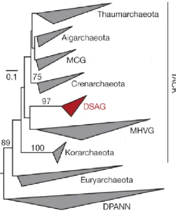 Figura 2. Árvore filogenética construída a partir de genes de rRNA 16S, demonstrando  as relações filogenéticas dos vários filos (aceitos e propostos) de Archaea