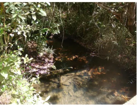 Figura 4. Foto do córrego Roncador na reserva ecológica do IBGE, local onde foram  realizadas as coletas de sedimento