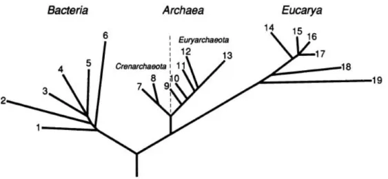 Figura  1.  Árvore  filogenética  representando  os  três  Domínios  da  vida: 