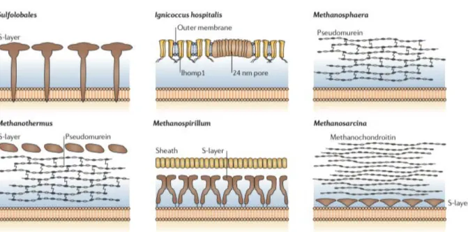 Figura  3.  Diferentes  composições  e  estrutura  de  paredes  celulares  encontradas em Archaea