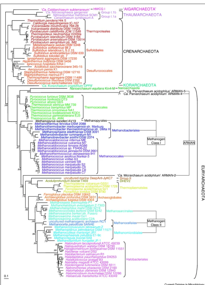 Figura  4.  Árvore  filoproteômica  construída  a  partir  de  sequências  de  proteínas  ribossomais,  apresentando  os  vários  filos  propostos  e  aceitos  do Domínio Archaea (Retirado de Brochier-Armanet et al., 2011)