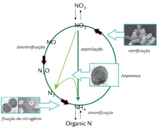 Figura 5. Ciclo do nitrogênio (Adaptado de Ward et al., 2007). 