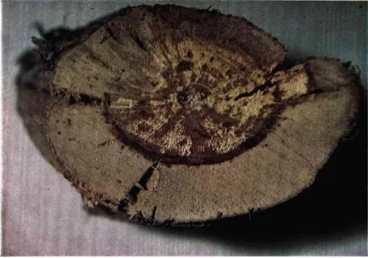 Fig. 3 — Corte transversal dum ramo, mostrando na parte central do lenho uma  mancha com margem escurecida e zonas claras de tecido esponjoso já decom­