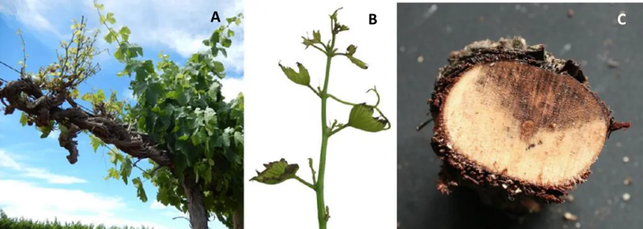 Fig.  1 – A and B - Typical leaf symptoms of Eutypa lata. C - Wedge-shaped necrosis, a wood symptom of  eutypa dieback (adapted from Almeida et al., 2007; Gramaje et al., 2018)