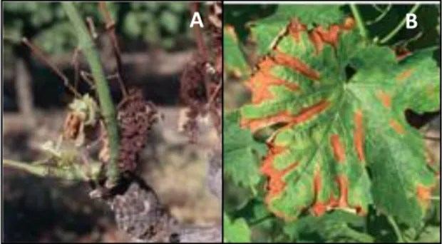 Fig.  2 – Two symptoms of botryosphaeria dieback. A - Drying of the inflorescence; B - the characteristic  yellowish-orange spots on the margins of the leaves on a white cultivar (Sauvignon Blanc)