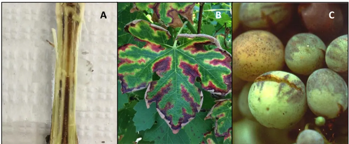 Fig.  4 – A – Internal symptom characterized by brown wood streaking observed in a 1-year-old cane in cv  Cabernet Sauvignon, Lisbon region (Photo: João Costa); B – Foliar symptom with the typical “tiger stripe” 