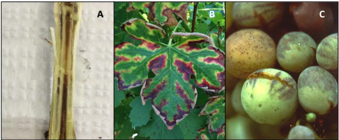 Fig.  4 – A – Internal symptom characterized by brown wood streaking observed in a 1-year-old cane in cv  Cabernet Sauvignon, Lisbon region (Photo: João Costa); B – Foliar symptom with the typical “tiger stripe” 