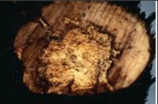 Fig.  5 - Cross section of a grapevine trunk showing white rot, caused by  Fomitiporia spp., highlighting the  yellowish,  soft  and  spongy  rotted  wood  surrounded  by  a  marginal  band  of  brownish  red  wood  (Adapted  from: Bertsch et al., 2013)