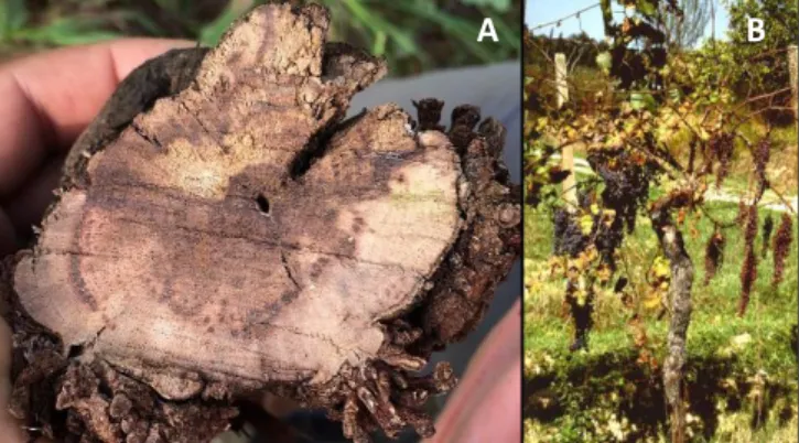 Fig.    6 –  A  -  Cross section  through the trunk  of  an  old  vine  (over  30  years  old)  showing  black  spotting,  brown-red wood characterized by the presence of tracheomycotisis fungi (Pch and/or Pmi) and symptoms  of  white  rot  (Fmed),  in  cv