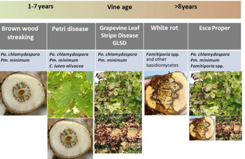 Fig.  7 –  The different syndromes of esca complex disease, according to the age of the vine, to the type of wood and foliar symptoms and/or pathogens infecting and acting into  the vine
