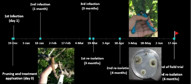 Fig.    9  -  Timeline  with  the  field  experiment  setup,  from  the  pruning  and  treatment  (day  0)  to  the  last  reisolation  procedure  (6  months  after  applying  the  treatments)  (Photos:  João  Costa  and  Giovanni  del  Frari)