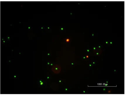 Figure 8: Image taken in the fluorescence microscope of a sample observed after incubation, showing  the difference between cells coloured green (viable cells) and red (dead cells)