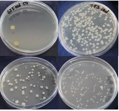 Figure 9: Plates with apparent bacterial growth after 7 days of incubation. 