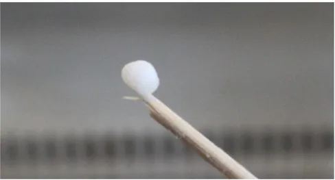 Figure 10: Positive result of a catalase test, with the formation of gas bubbles. 