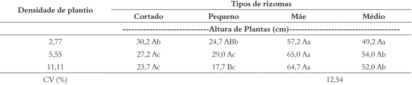 Tabela 3 – Número total de plantas finais de açafrão Densidade de plantio 