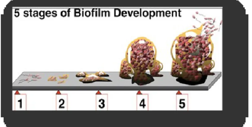 Figure  1  –  Diagram  showing  the  five  phases  of  biofilm  development  -  1)  reversible  attachment;  2)  irreversible attachment; 3)  early biofilm architecture; 4) maturation ; 5) dispersion