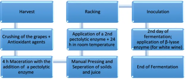 Figure 5: General Flowchart of the main steps for white wines vinification. 